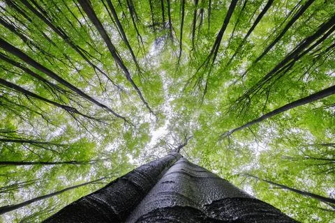 Looking up at fresh green forest canopy with tall trees in spring Stock Photos