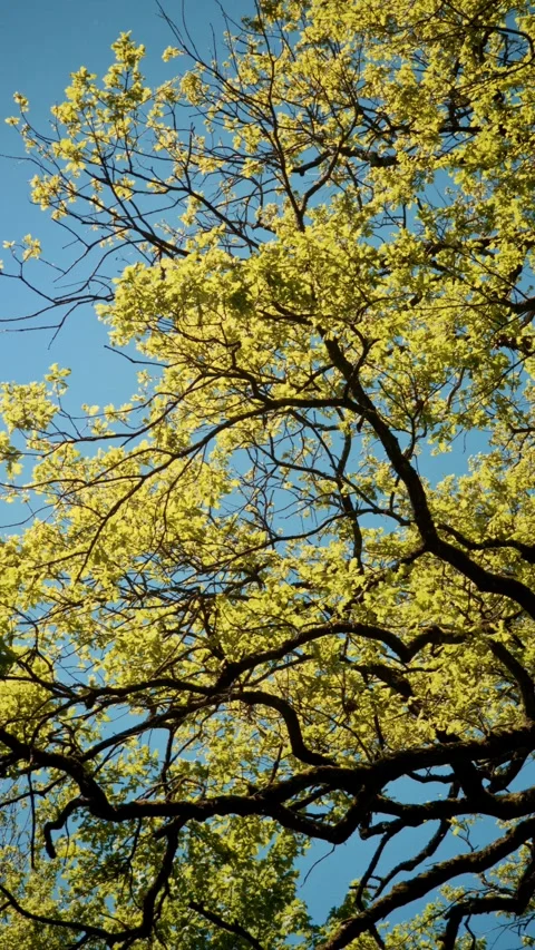 Looking Up Into Fresh Spring Oak Canopy with Yellow-Green Leaves and Blue Sky Stock Footage 334134430