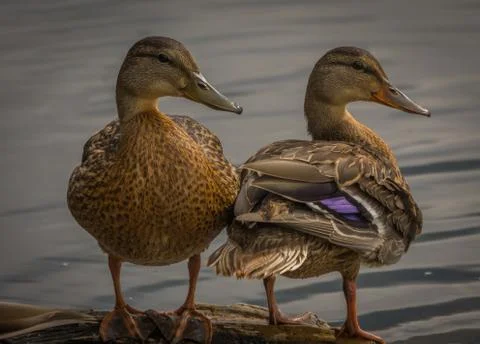 Looking front and back of a mallard duck Stock Photos