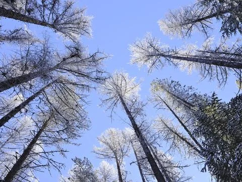 Looking up at frost covered trees. Stock Photos