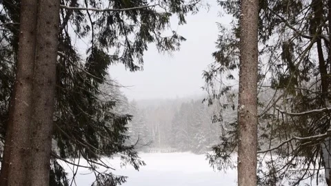 Looking at frozen lake from a pine forest foreground, cinematic winter land.. Stock Footage 262000926