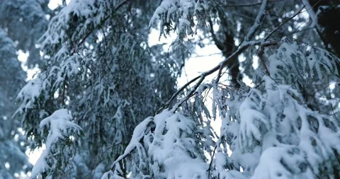 Looking at the frozen over branches of pine trees after cold winter night Stock Footage 232675899
