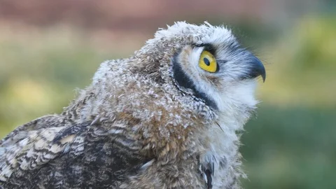 Looking to the future Stock-Footage 116116456