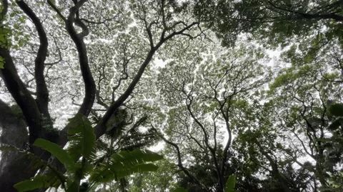 Looking up at a giant Koa Tree in rain storm in Hawaii Stock Footage 186744621