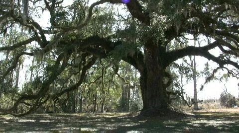 Looking at the Giant Oak  Stock Footage 698933