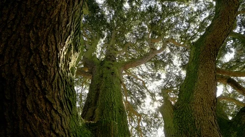 Looking up at giant Pine trees in forest woodland Video stock 94988430