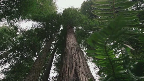 Looking up at giant redwood tree canopy past fern plants on the forest floor Video stock 147706410