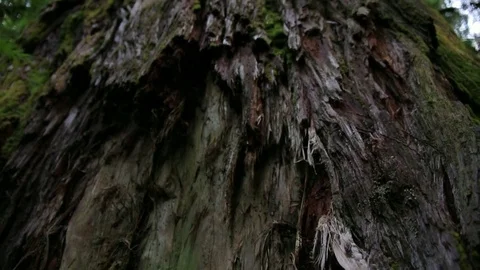 Looking up a Giant Redwood Tree Stock Footage 79544618