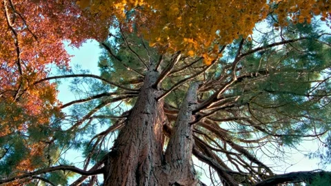 Looking up at a giant sequoia tree with colorful leaves on a sunny day. Stock Footage 341389052