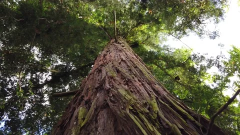 Looking up giant sequoia tree Stock Footage 140874538