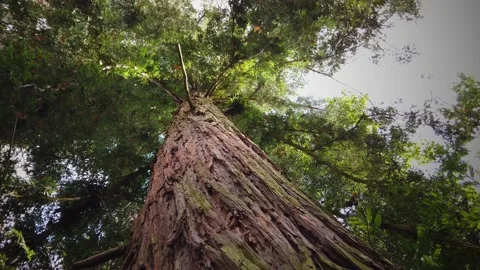 Looking up giant sequoia tree Video stock 140874591