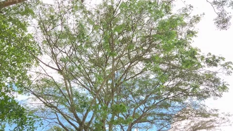 Looking Up at the Giant Tree Canopy and Blue Sky Vidéo 328279319