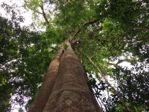 Looking up at Giant trees in forest Stock Photos