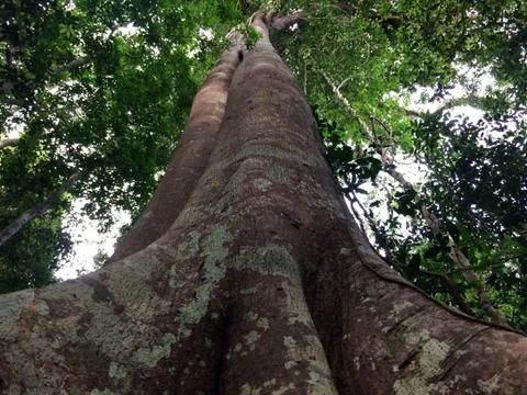 Looking up at Giant trees in forest Stock Photos