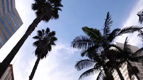 Looking up glide shot view of palm trees, downtown Los Angeles. LA urban center Stock Footage 131499042