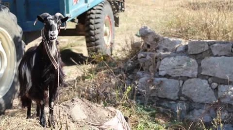 Looking goat Stock Footage 43167118