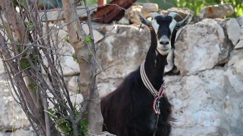 Looking goat Stock Footage 43167643