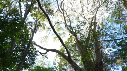Looking up at the graceful branches of towering forest trees… 스톡 동영상 342779697