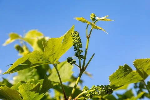 Looking up at grapes developing on a vine in springtime, with a shallow dep.. Stock Photos