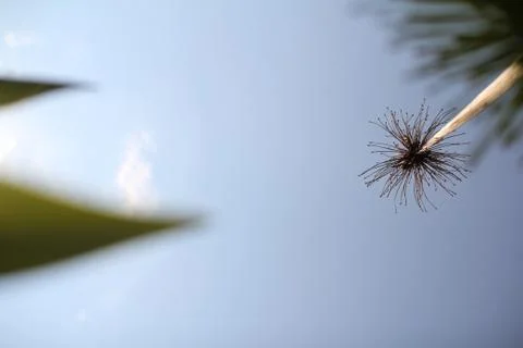 Looking up from the grass at bright sky Foto stock