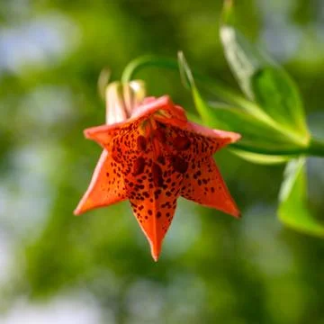 Looking Up Into Grays Lilly Stock Photos