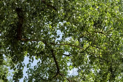 Looking up into green canopy Stock-Fotos