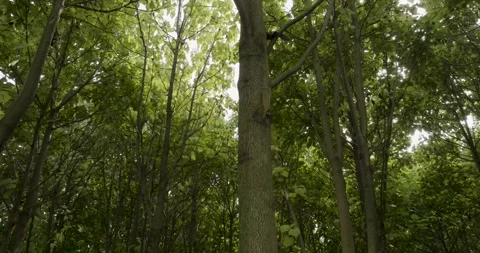 Looking Up into Green Canopy of a Young Forest, Low Angle Woodland, Static Shot Vídeo Stock 340327072