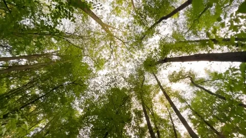 Looking Up Into The Green Crown Of The Trees In The Forest Stock Footage 267458932