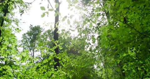 Looking Up Into Green Forest Canopy, Summer Woodland, Low Angle Shot Stock Footage 340084383