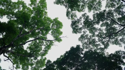 Looking Up to Green Forest Canopy with Tree Branches Framing the Sky Stock Footage 331632090