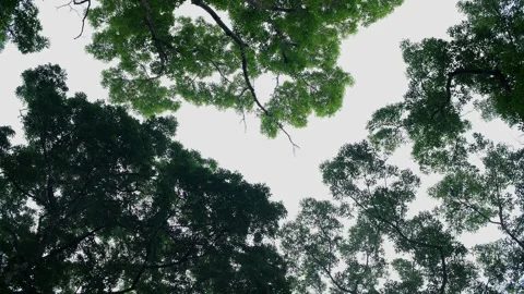 Looking Up to Green Forest Canopy with Tree Branches Framing the Sky Stock Footage 331632096