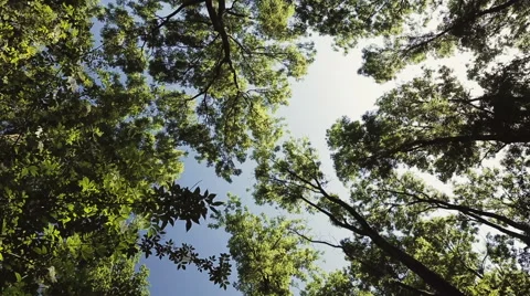 Looking Up in a Green Forest Stock-Footage 52577451