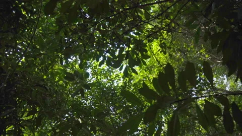 Looking Up At The Green Forest Stock Footage 221828704