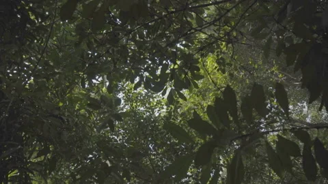 Looking Up At The Green Forest - No LUT Version Stock Footage 221829007
