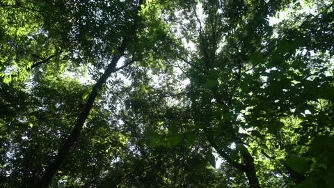 Looking up at  Green Forest of Tall Trees and Sun Flare Video stock 237807234