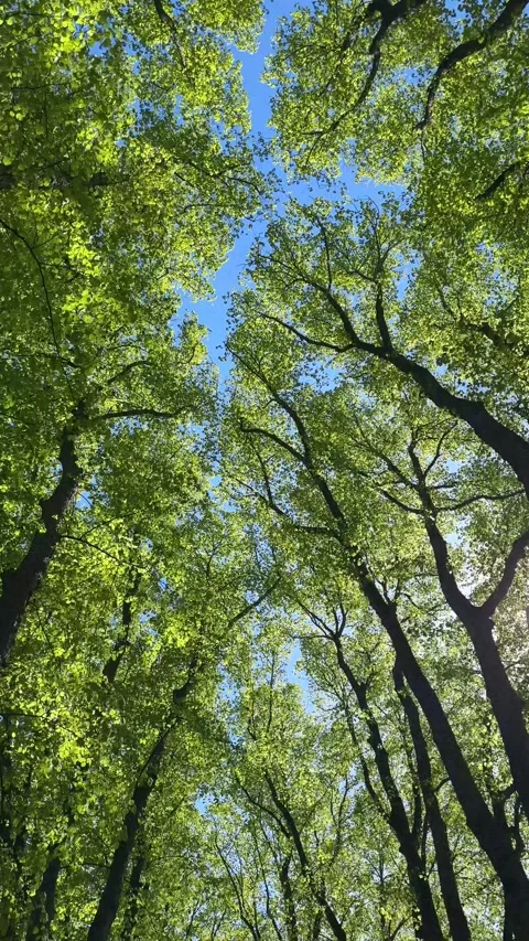 Looking up at green leaves on trees Stock Footage 331733557