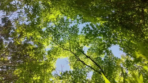 Looking Up at Green Maple Leaves Swaying in Wind Stock Footage 342278031
