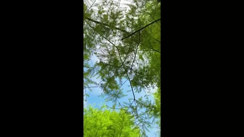 Looking up at green tree branches against a blue sky with clouds. Vertical .. Stock Footage 345834293