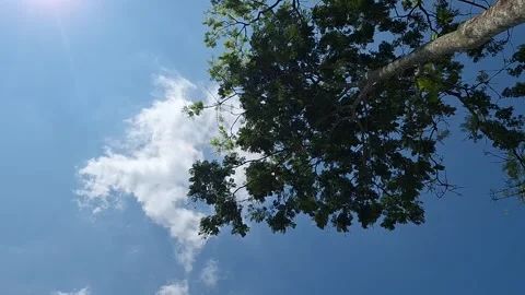 Looking up at green tree canopy against blue sky Stock Footage 337051258