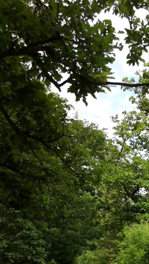 Looking up at green tree canopy and sky vertical forest Germany Stock Footage 341282890