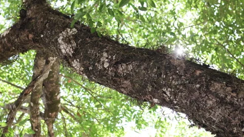 Looking up at a green tree crown on a sunny day. Video stock 276838807