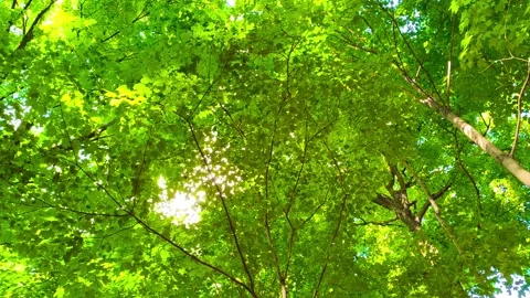 Looking up at green tree leaves in a forest on a warm, sunny, vibrant summer Video stock 317135019