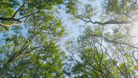 Looking up the green trees and shining sun in forest 動画素材 154013770