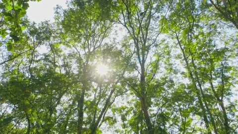 Looking up the green trees and shining sun in forest Video stock 154013805