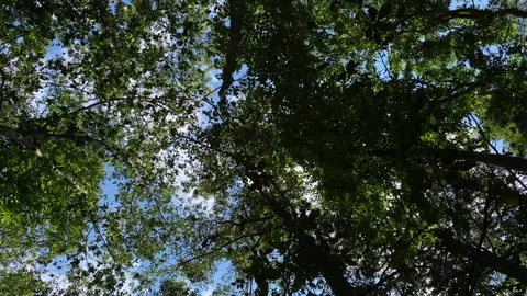 Looking Up at Green Trees Blowing Stock Footage 256909304