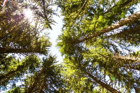 Looking up green trees forest background and sun between trunks Stock Photos
