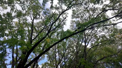 Looking up at green trees showing blue sky Stock Footage 318647617