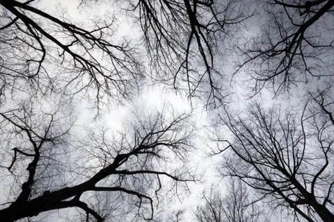 Looking up to grey sky through tree branches Stock Photos