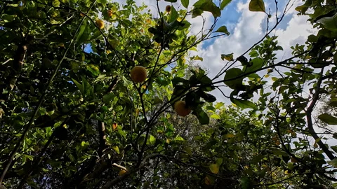 Looking up from ground, lemon tree's foliage forms a lush green canopy Stock Footage 279701594