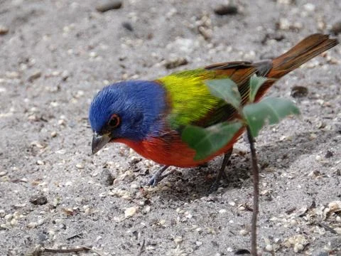 Looking at Ground Stock Photos